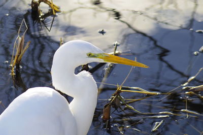 Close-up of swan in lake