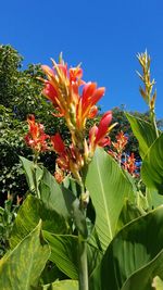 Close-up of orange flowers blooming against sky