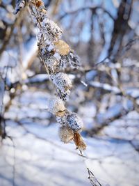 Close-up of frozen plant on land