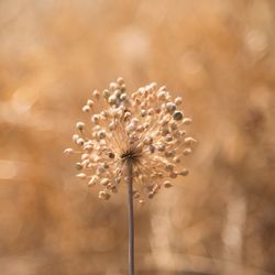 Close-up of wilted plant