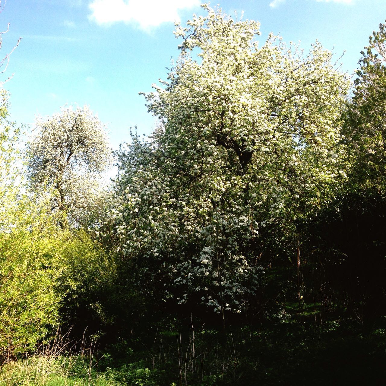 VIEW OF TREES AGAINST SKY