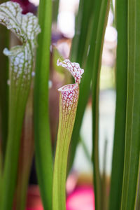 Elegant specimen of carnivorous plant