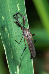 Close-up of insect on leaf