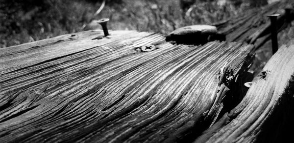 Close-up of lizard on wood