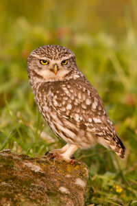 Close-up of owl perching on plant