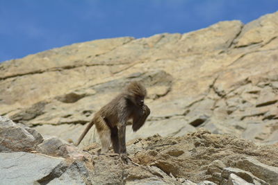 Monkey on rock against sky