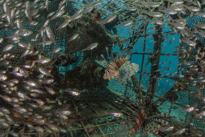 View of fish swimming in sea