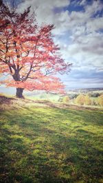 Tree on field against sky