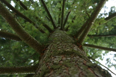 Low angle view of tree