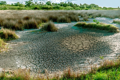 Scenic view of swamp on field