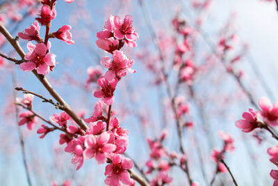 Close-up of pink cherry blossoms in spring