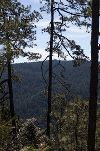 Trees in forest