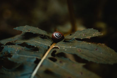 Close-up of insect on dry leaf