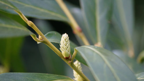 Close-up of green plant