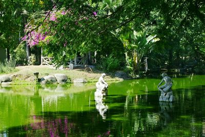 Reflection of trees in pond