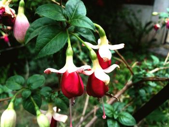 Close-up of red flower