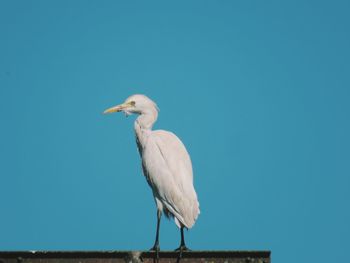 Low angle view of seagull perching on wood against clear blue sky