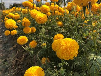 Close-up of yellow flowers on field