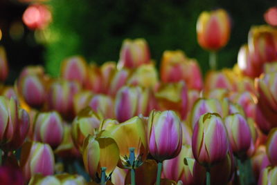 Close-up of tulips