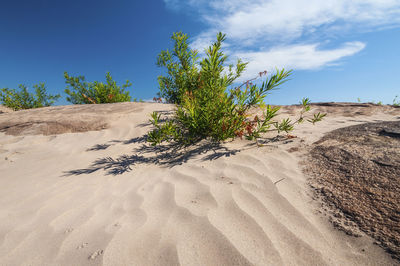 Tree on sand dune in desert against sky