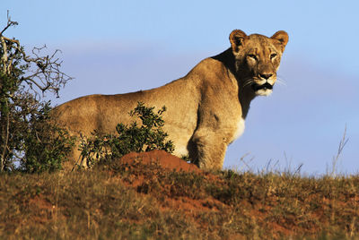 View of a cat looking away