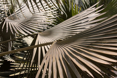 Full frame shot of palm trees in forest