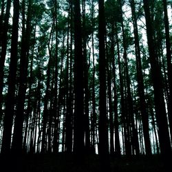 Low angle view of trees in forest