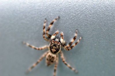 Close-up of jumping spider