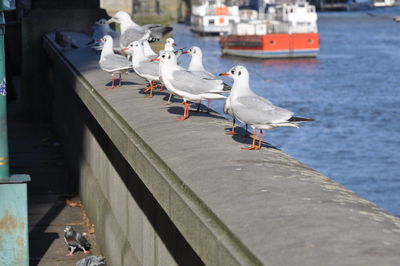 Seagulls perching on pier