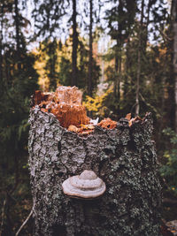 Close-up of mushroom growing on tree stump in forest
