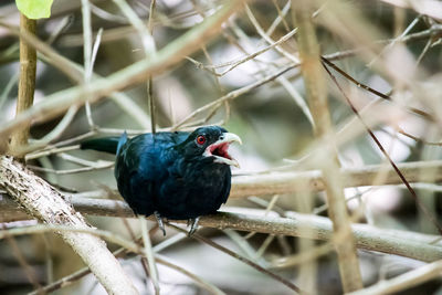 Close-up of bird perching on branch