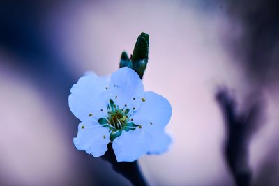 Close-up of white flowering plant