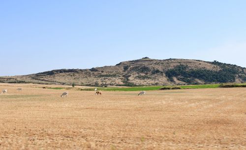 Scenic view of field against clear sky