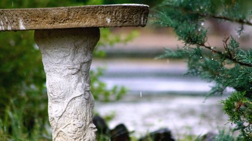 Close-up of tree trunk