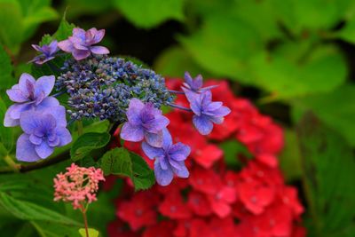 Close-up of purple flower