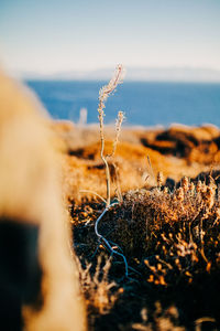 Close-up of plant on field against sky