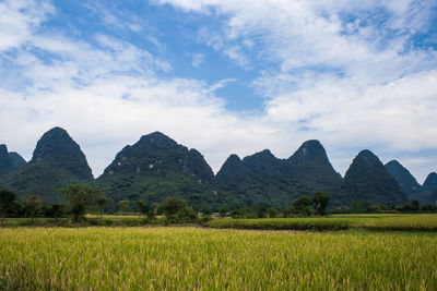 Rice fields in china in the province of yangshuo city.