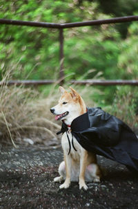 Portrait of a dog