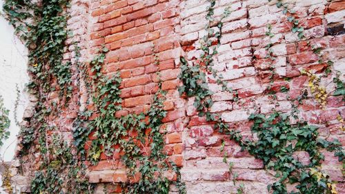 Close-up of ivy on brick wall