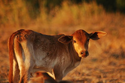 Cow standing in a field