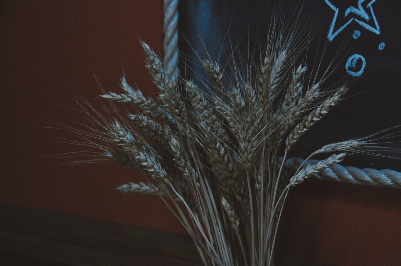 CLOSE-UP OF WHEAT IN THE DARK