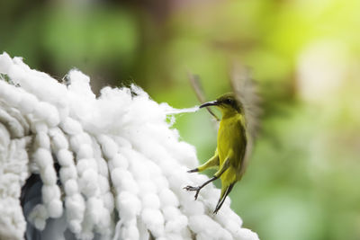 Close-up of bird perching on a plant