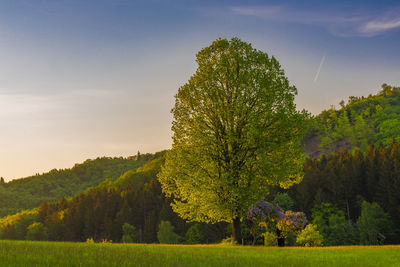 Trees on field against sky