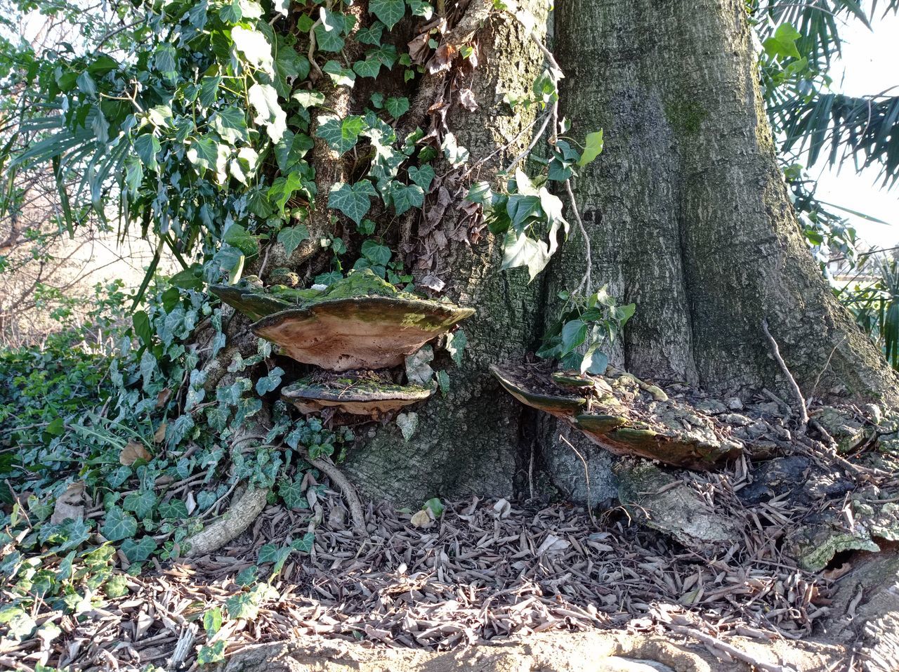 MUSHROOMS GROWING ON TREE TRUNK