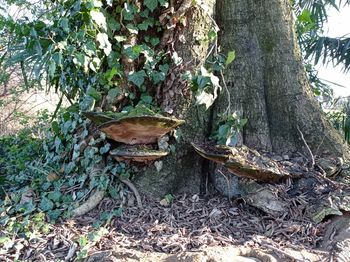 Mushrooms growing on tree trunk in forest