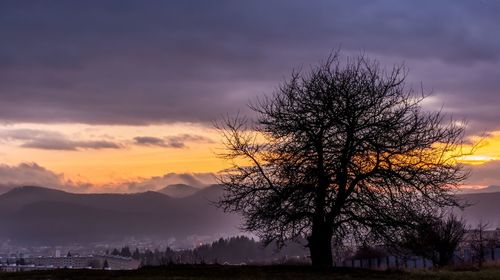 Silhouette tree against sky during sunset