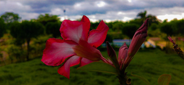 Close-up of red flowering plant against sky