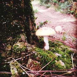 Close-up of mushrooms growing on tree trunk