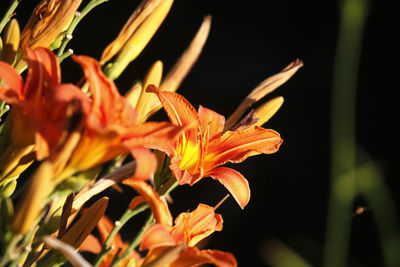 Close-up of orange lily