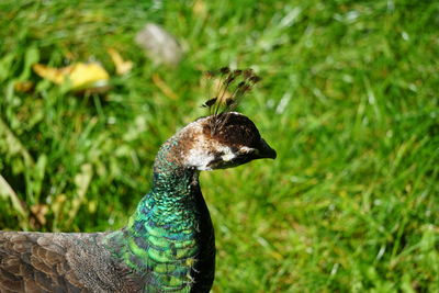Close-up of peahen on field